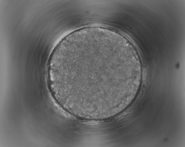 X0000115271048200912111158