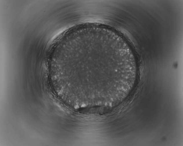 X0000115271064200912111158