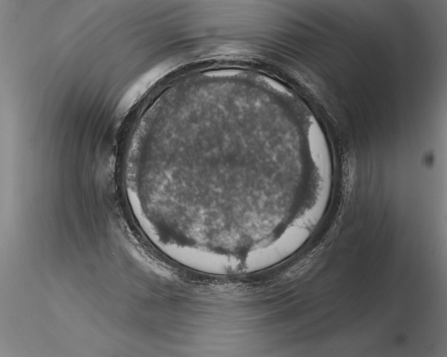 X0000115271066200912111158