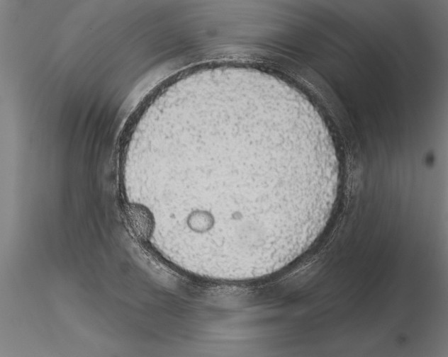 X0000115271075200912111158