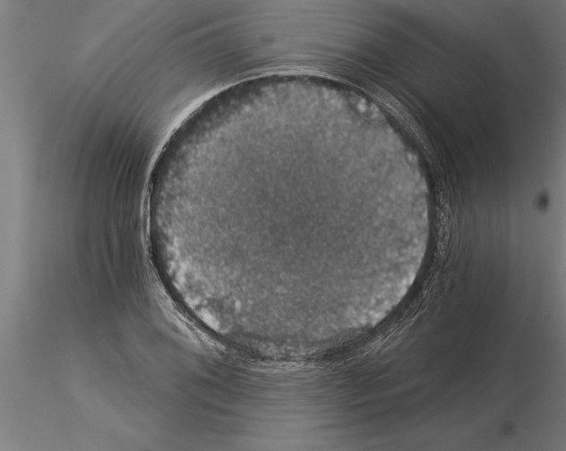 X0000115271076200912111157