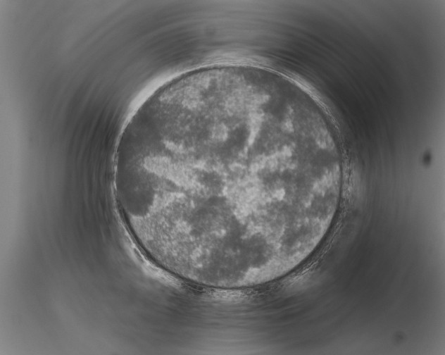 X0000115271094200912111157