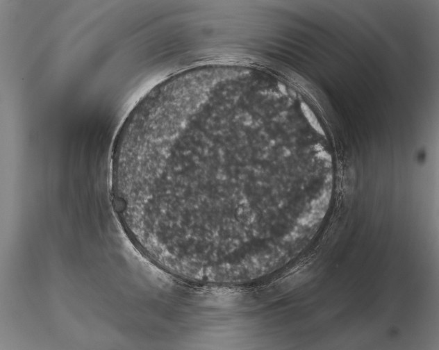 X0000115271095200912111157