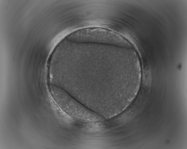 X0000115271096200912111157