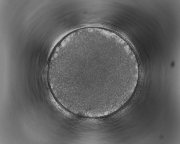 X0000115271100200912111157