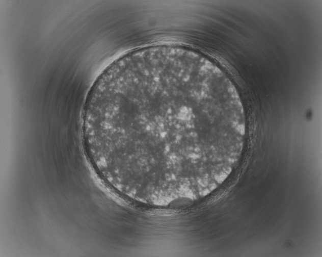 X0000115271134200912111157