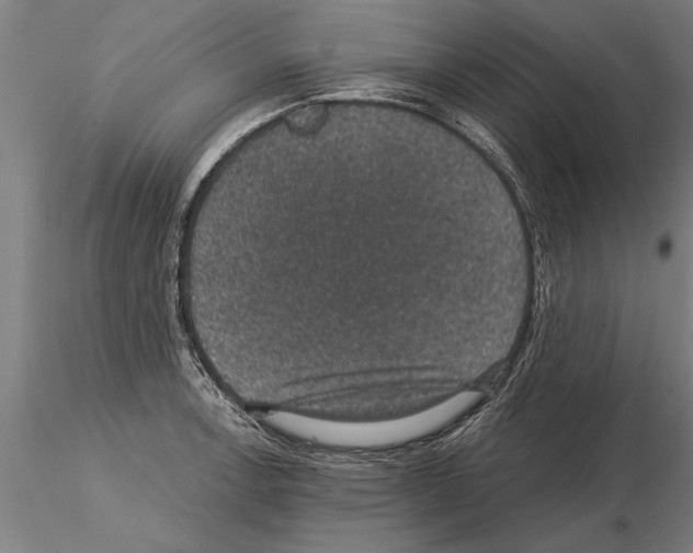 X0000115271138200912111157