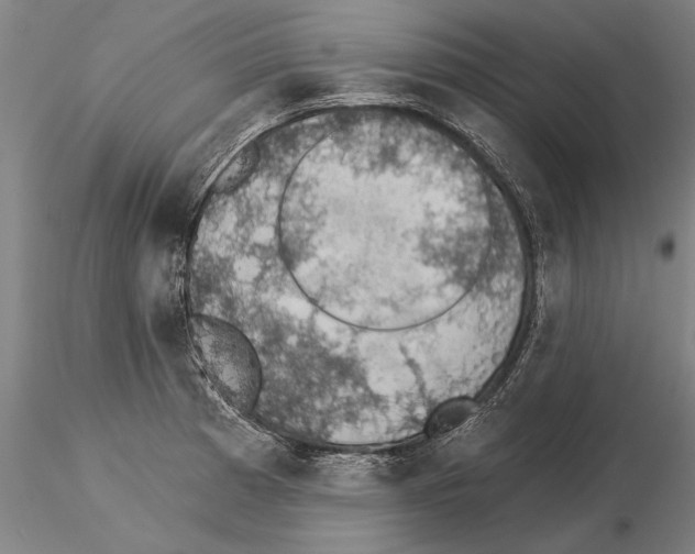 X0000115271185200912111156