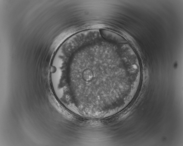 X0000115271194200912111156