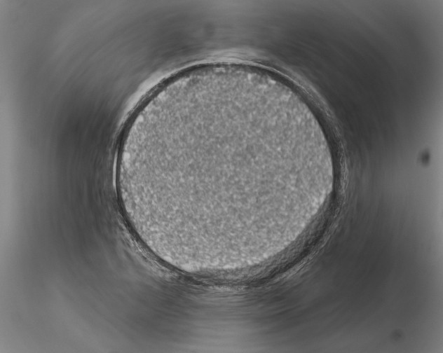 X0000115271224200912111155