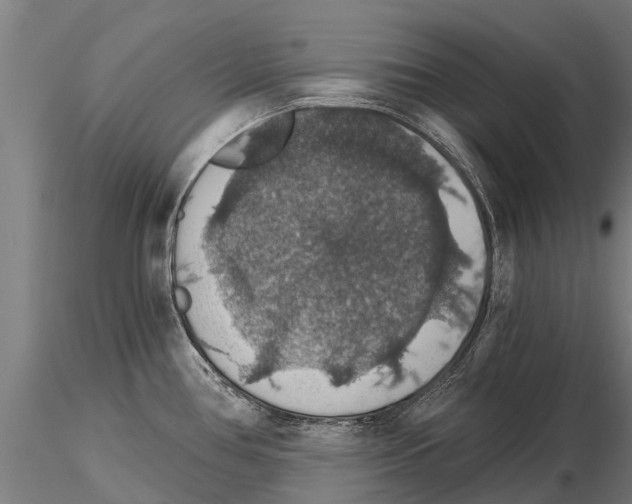 X0000115271386200912111153