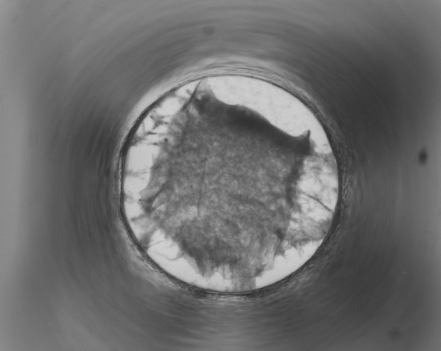 X0000115271522200912111151