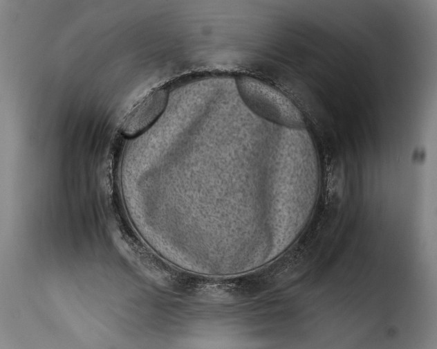 X0000115280680200911201752