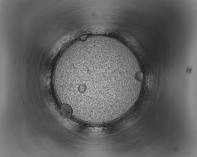 X0000115280687200911201752