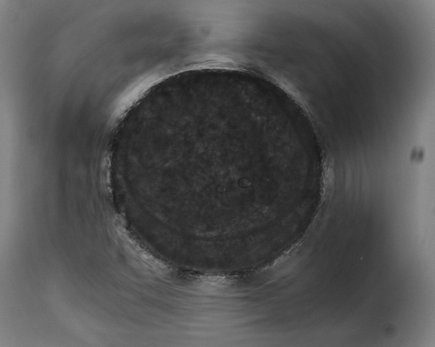 X0000115281455200911201740