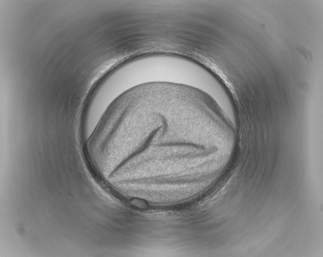 X0000115280629200911272007