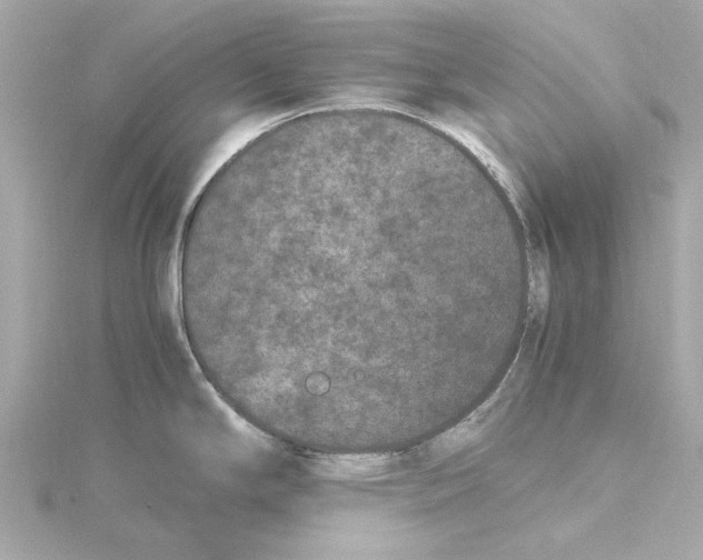 X0000115281294200911271959