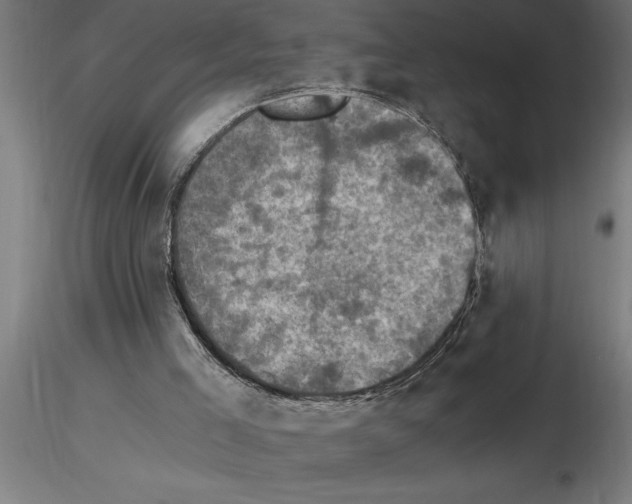 X0000115280005200912111237