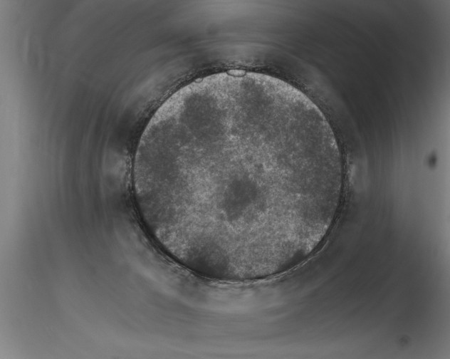 X0000115280029200912111236