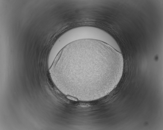 X0000115280263200912111233