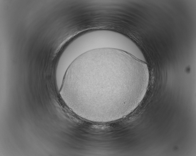 X0000115280351200912111231