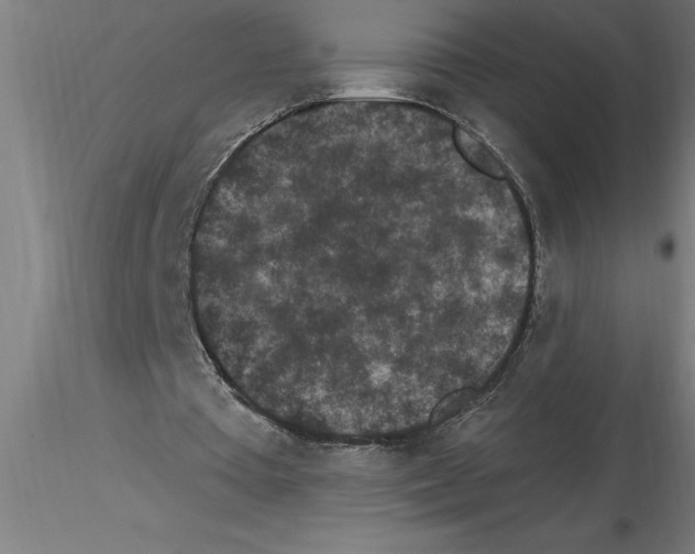 X0000115280385200912111231