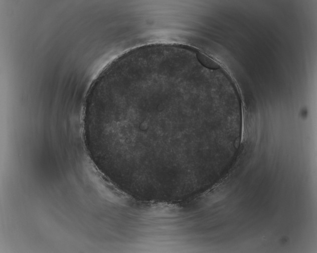 X0000115280387200912111231