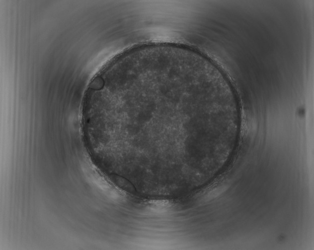 X0000115280391200912111231