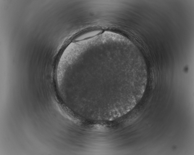 X0000115280496200912111229