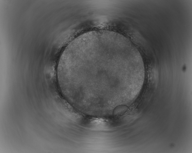 X0000115280611200912111227