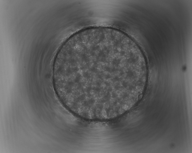 X0000115280673200912111227