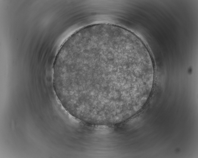 X0000115280807200912111225