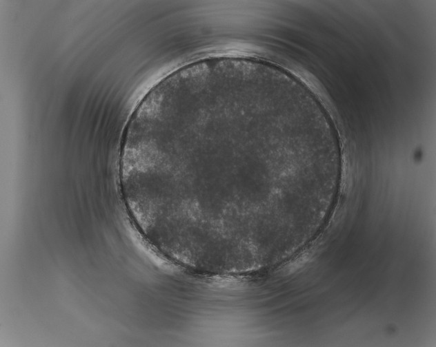 X0000115280850200912111224