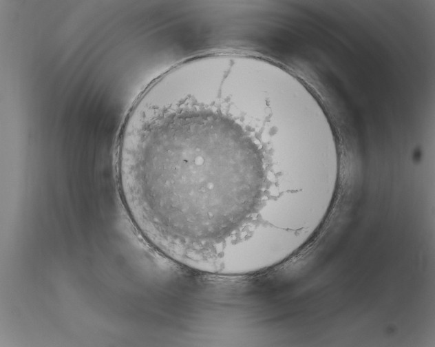 X0000115280856200912111224