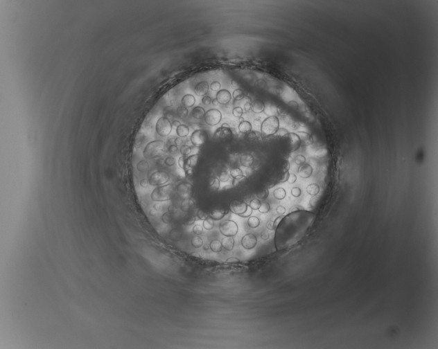 X0000115280865200912111224