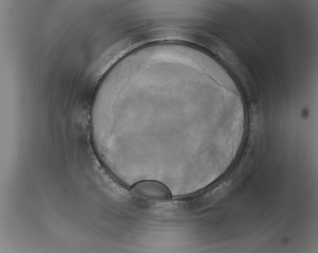 X0000115280985200912111222