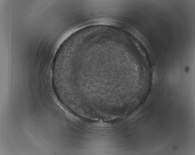 X0000115281024200912111221