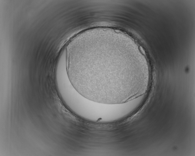 X0000115281025200912111221