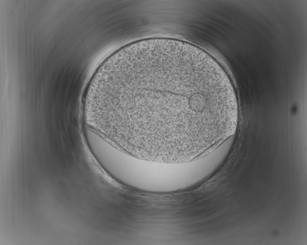 X0000115281096200912111220