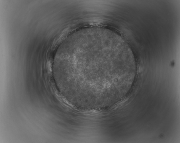 X0000115281106200912111220