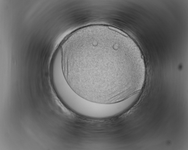 X0000115281127200912111220