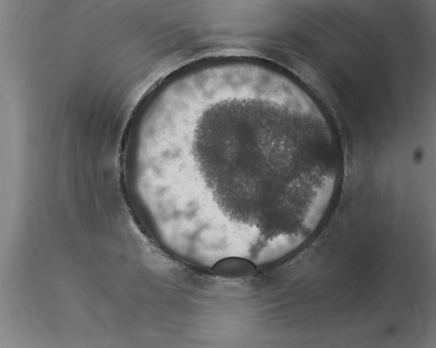 X0000115281181200912111219