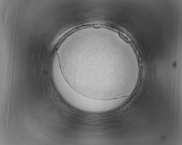 X0000115281215200912111218