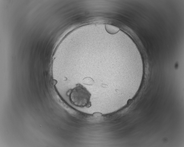 X0000115281236200912111219