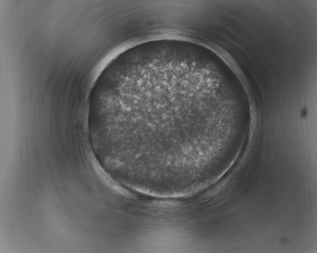 X0000115281246200912111219