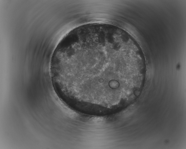 X0000115281283200912111217