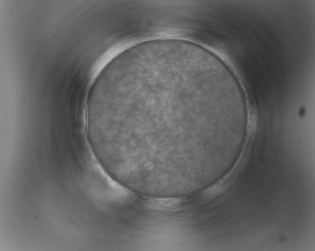 X0000115281294200912111217