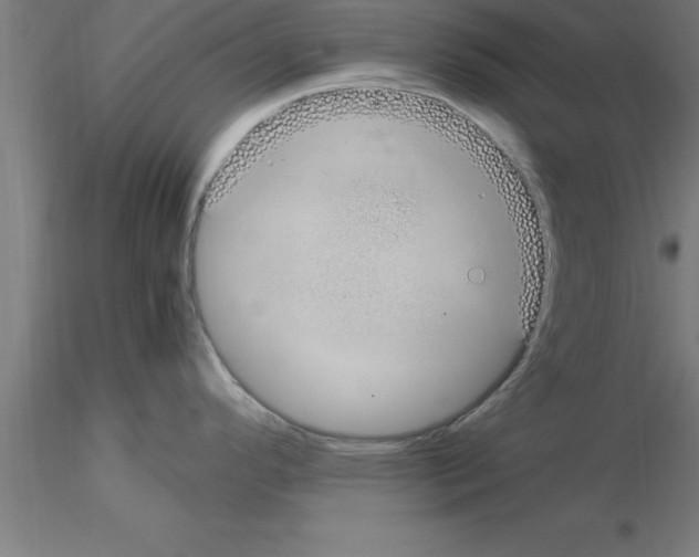 X0000115281296200912111217