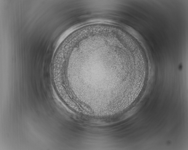 X0000115281338200912111217