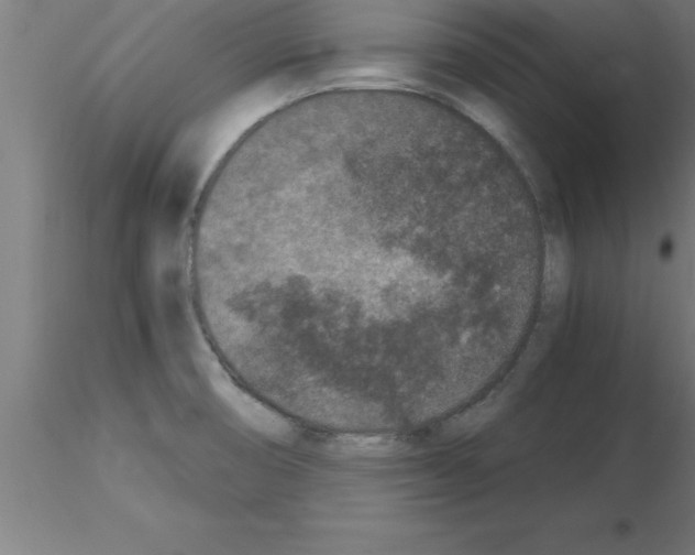 X0000115281474200912111215